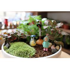 创意绿植盆栽 苔藓微景观植物组合盆景 办公室盆景生日礼物礼品
