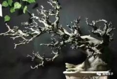 绝色、迷人的崖柏造型“梅花枝”！